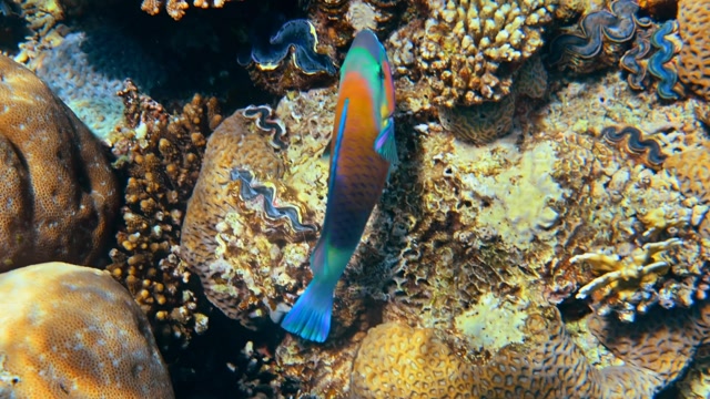 Reef Fish | Animals stock footage - Storyblocks
