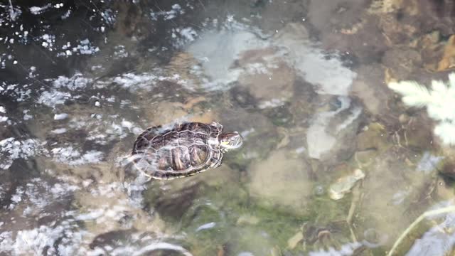 Baby Turtle Stock Footage: Royalty-Free Video Clips - Storyblocks