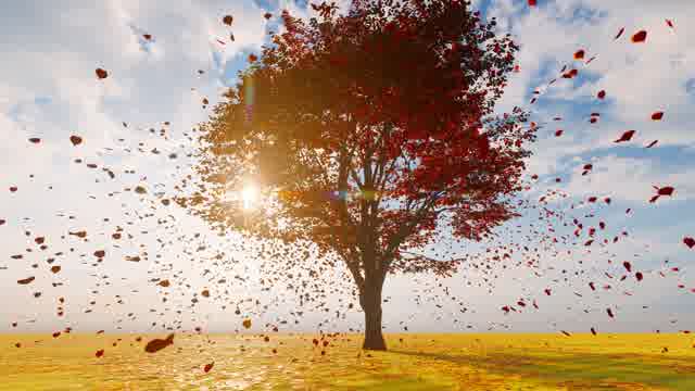 Falling Leaves 60fps Stock Footage: Royalty-Free Video Clips - Storyblocks