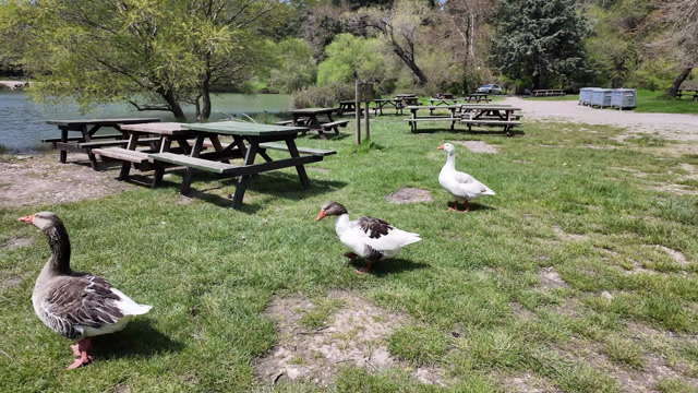 Picnic Tables Stock Footage: Royalty-Free Video Clips - Storyblocks