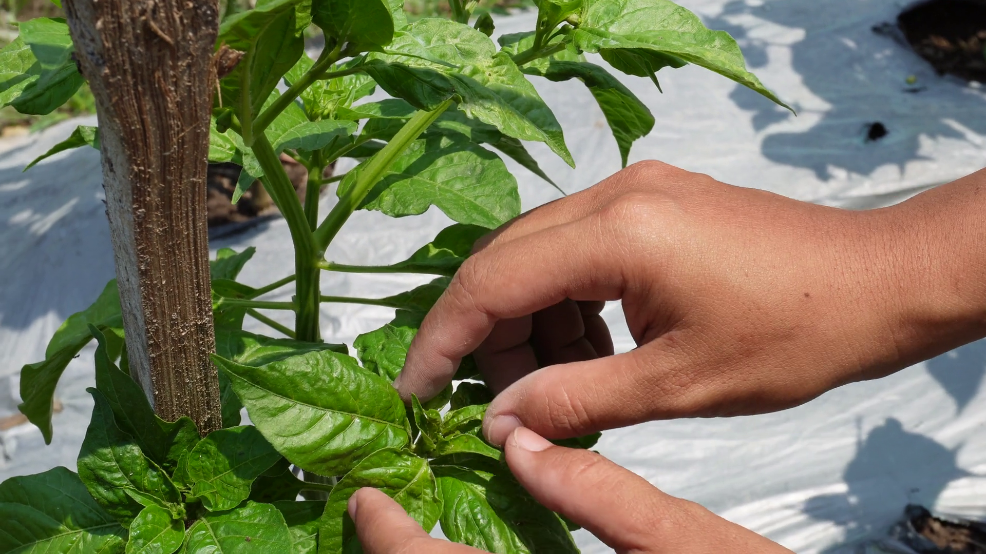 Close Up View Of Farmer Checking Leaves Stock Footage SBV-348807737 ...