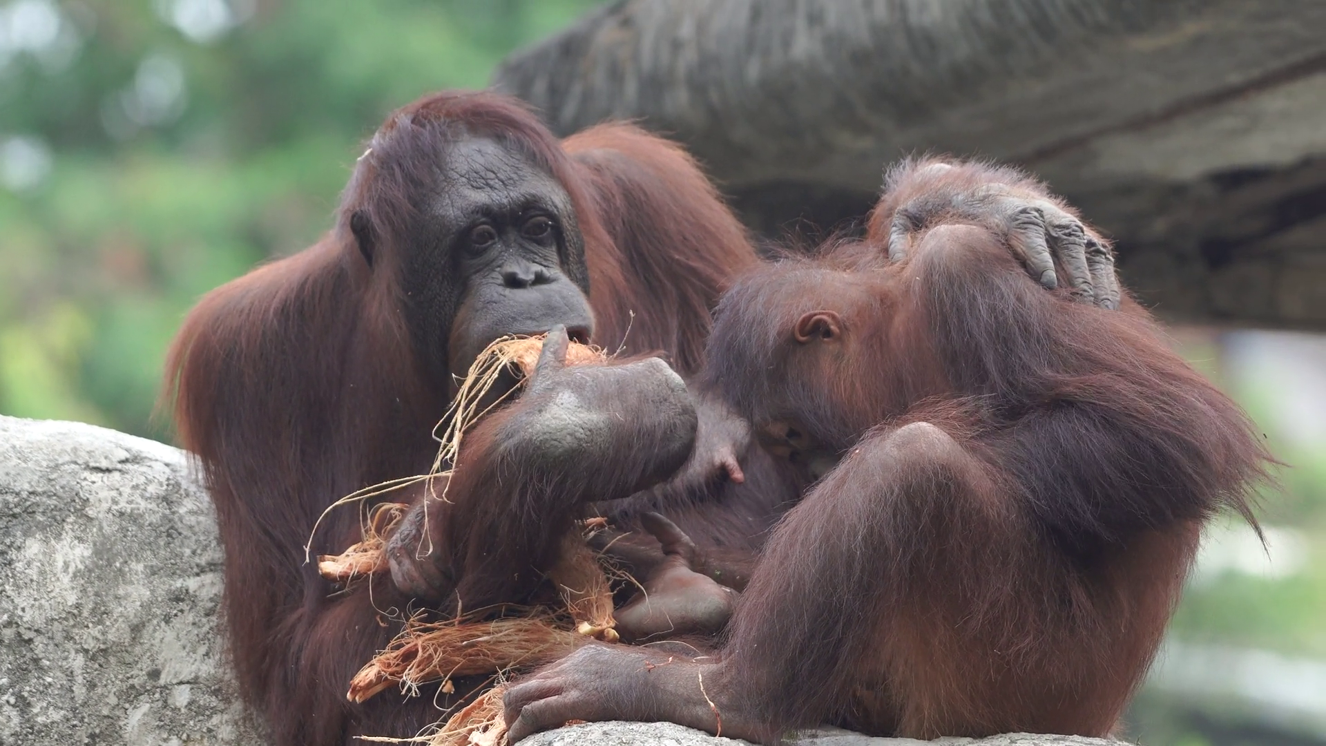 Orangutan Family Pongo Pygmaeus Are Sitting Stock Footage SBV-351668829 ...