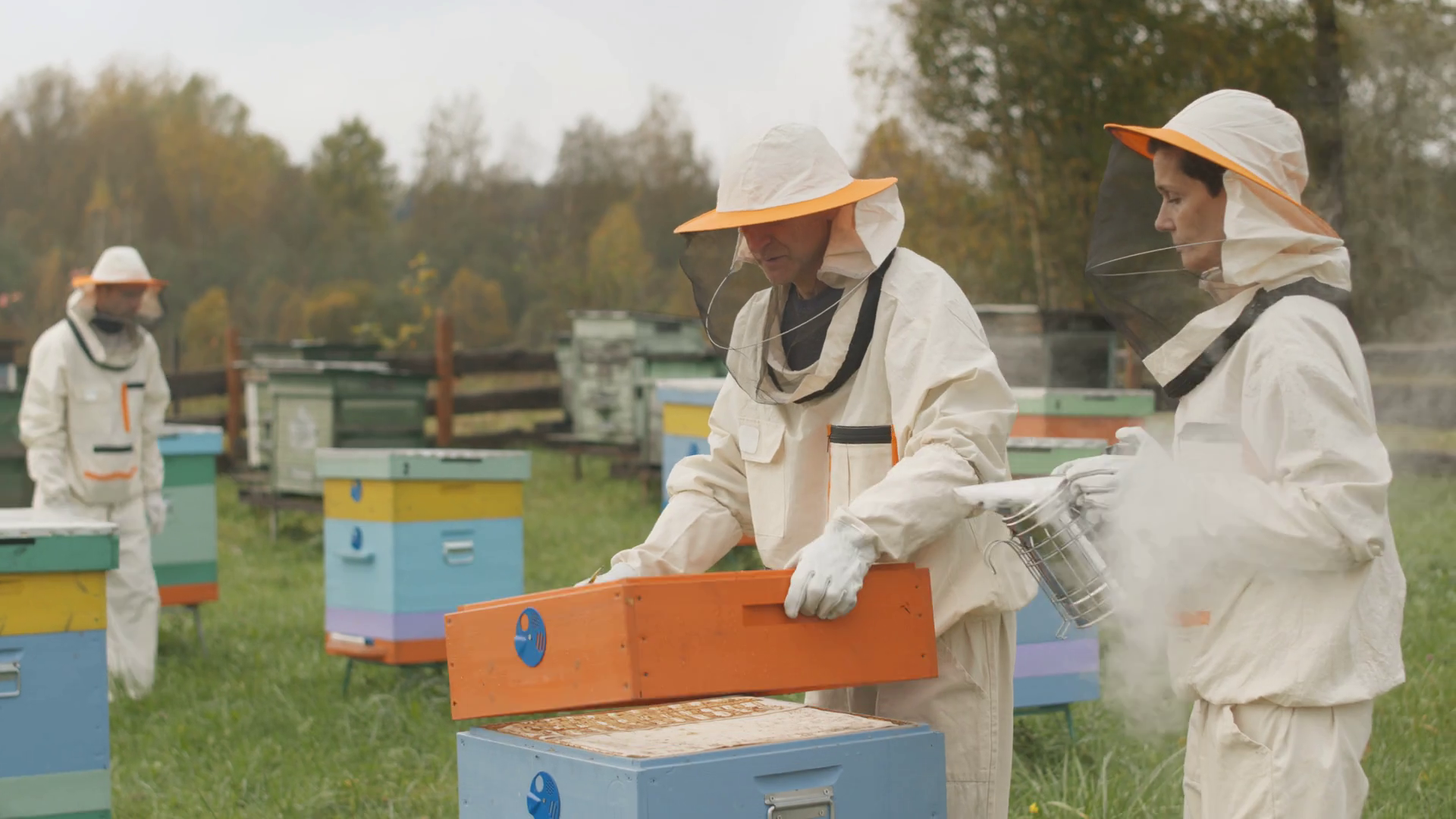 Medium Shot Of Team Of Beekeepers In Stock Footage SBV-348948796 ...
