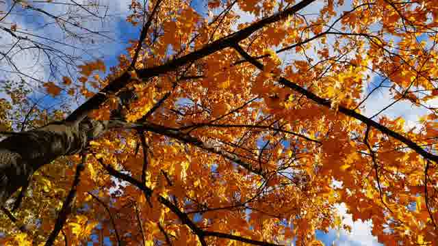 Maple Tree Fall Stock Footage: Royalty-Free Video Clips - Storyblocks