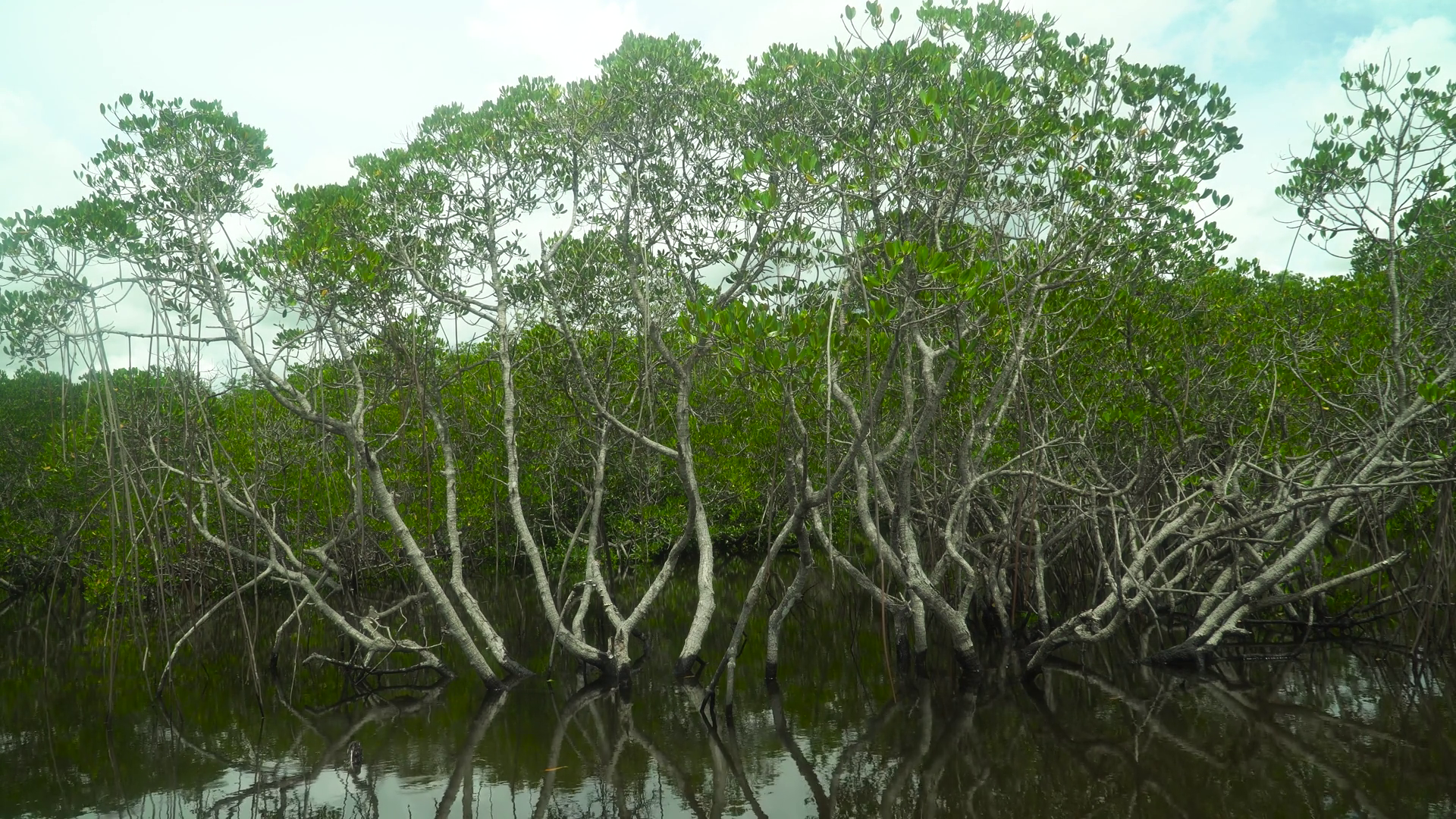 Tropical Mangrove Green Tree Forest Mangrove Stock Footage SBV ...