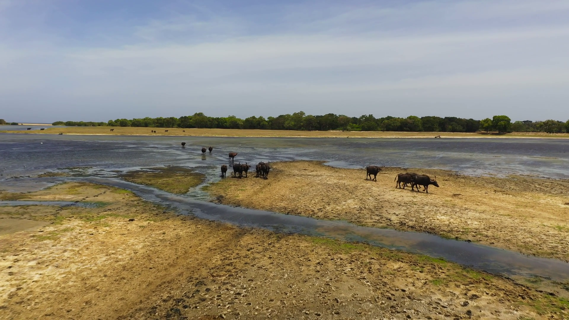 A Herd Of Wild Buffaloes Graze In National Stock Footage SBV-352240458 ...