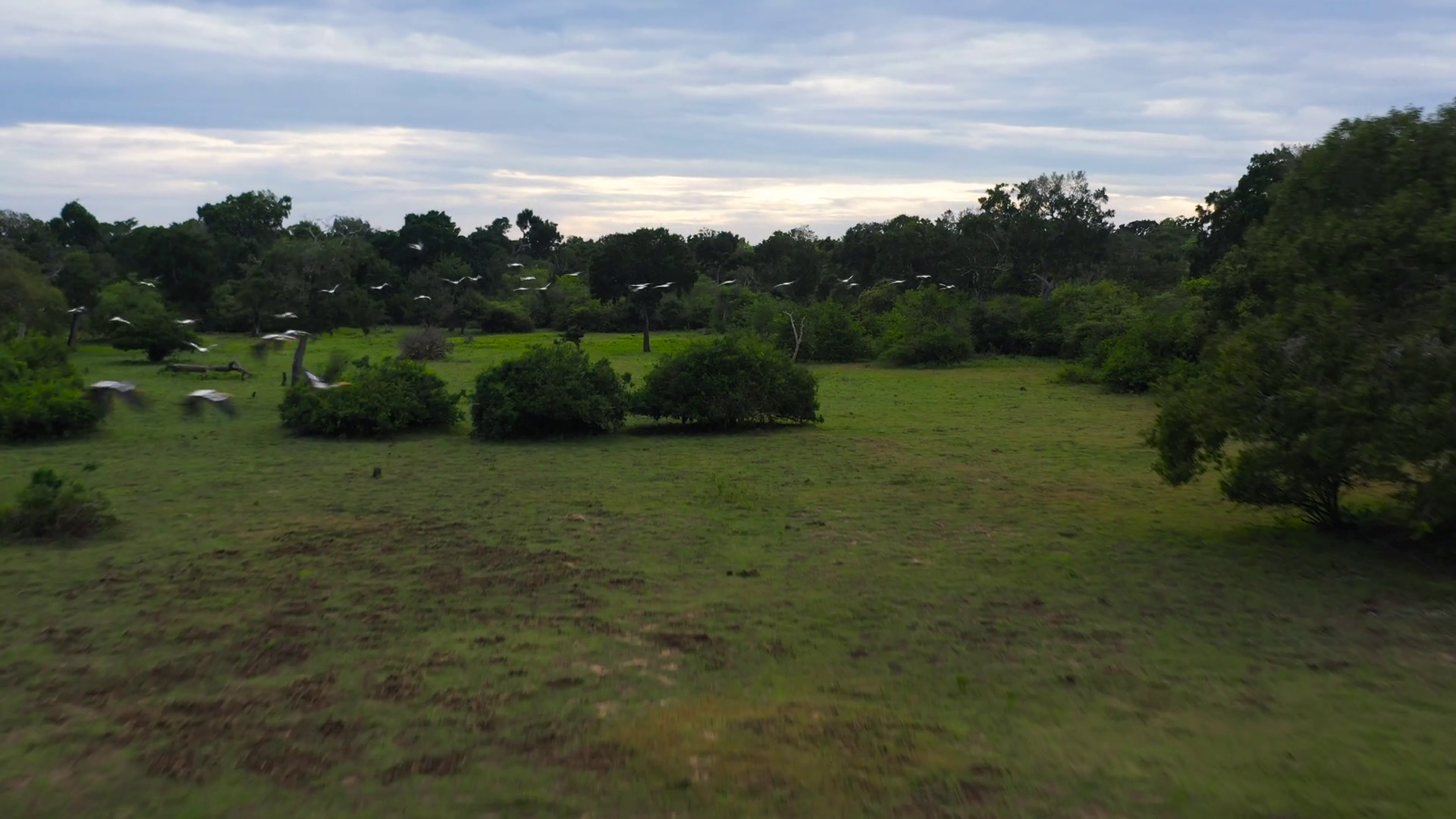 Wild Birds In Natural Habitat In National Stock Footage SBV-352221841 ...