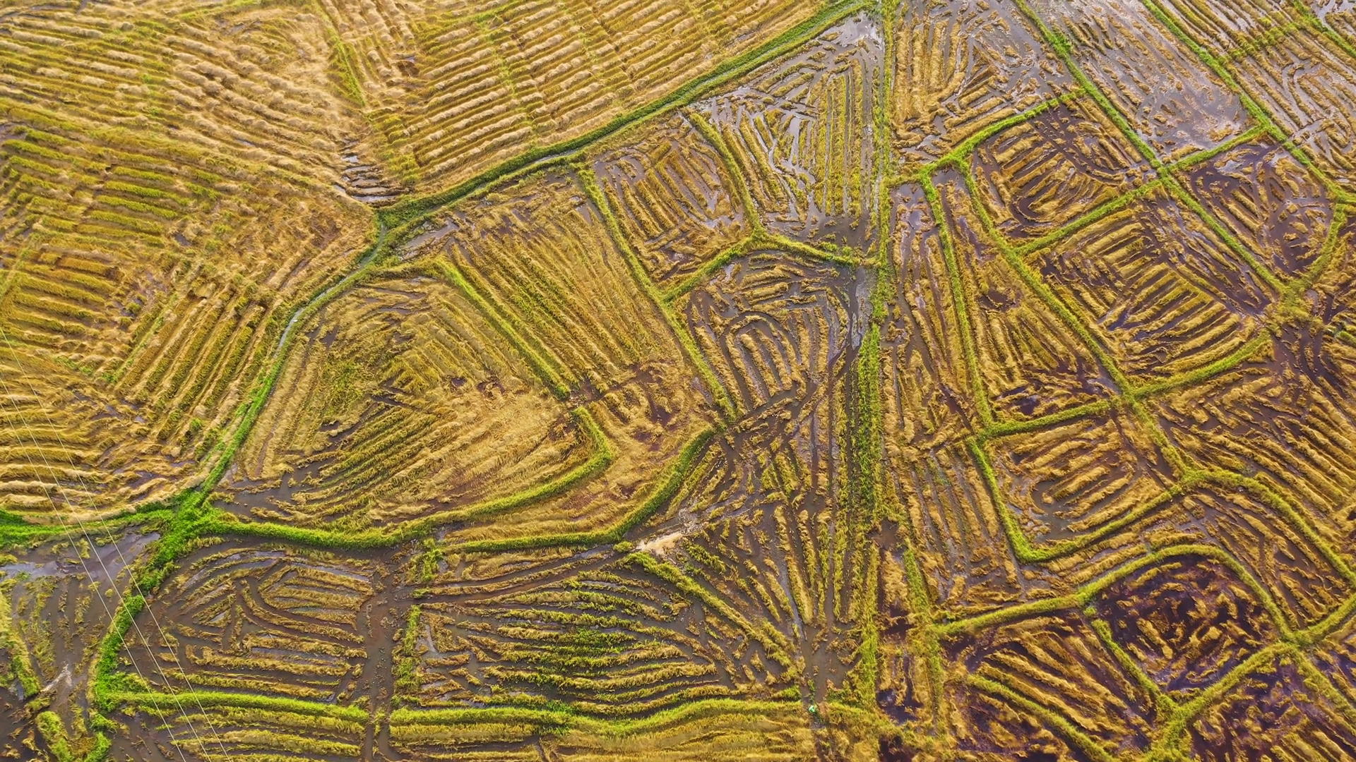Cultivated Rice Fields Agricultural Land In Stock Footage SBV-353375203 ...