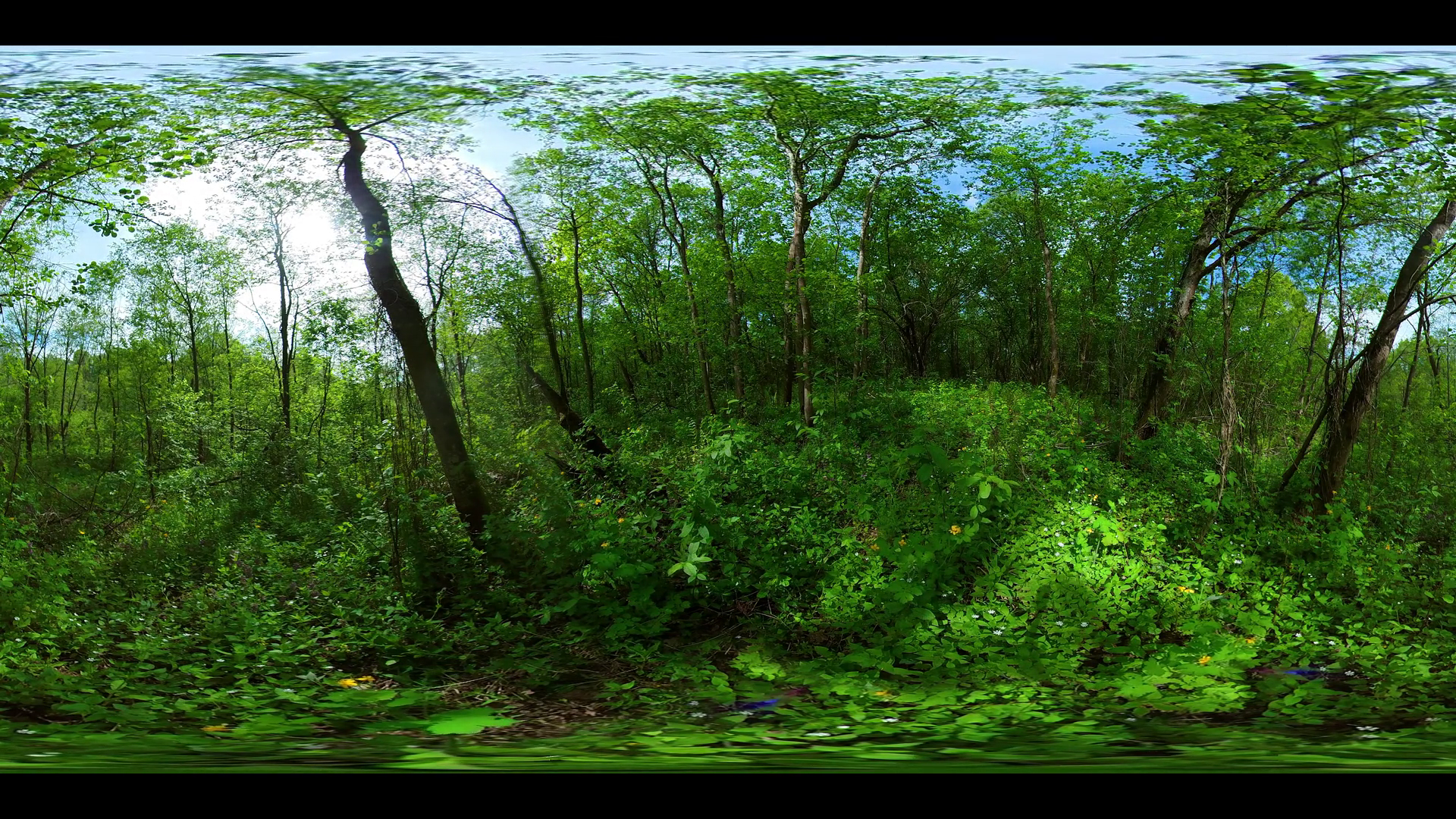 Forest Landscape With Large Trees Green SBV-347563291 - Storyblocks