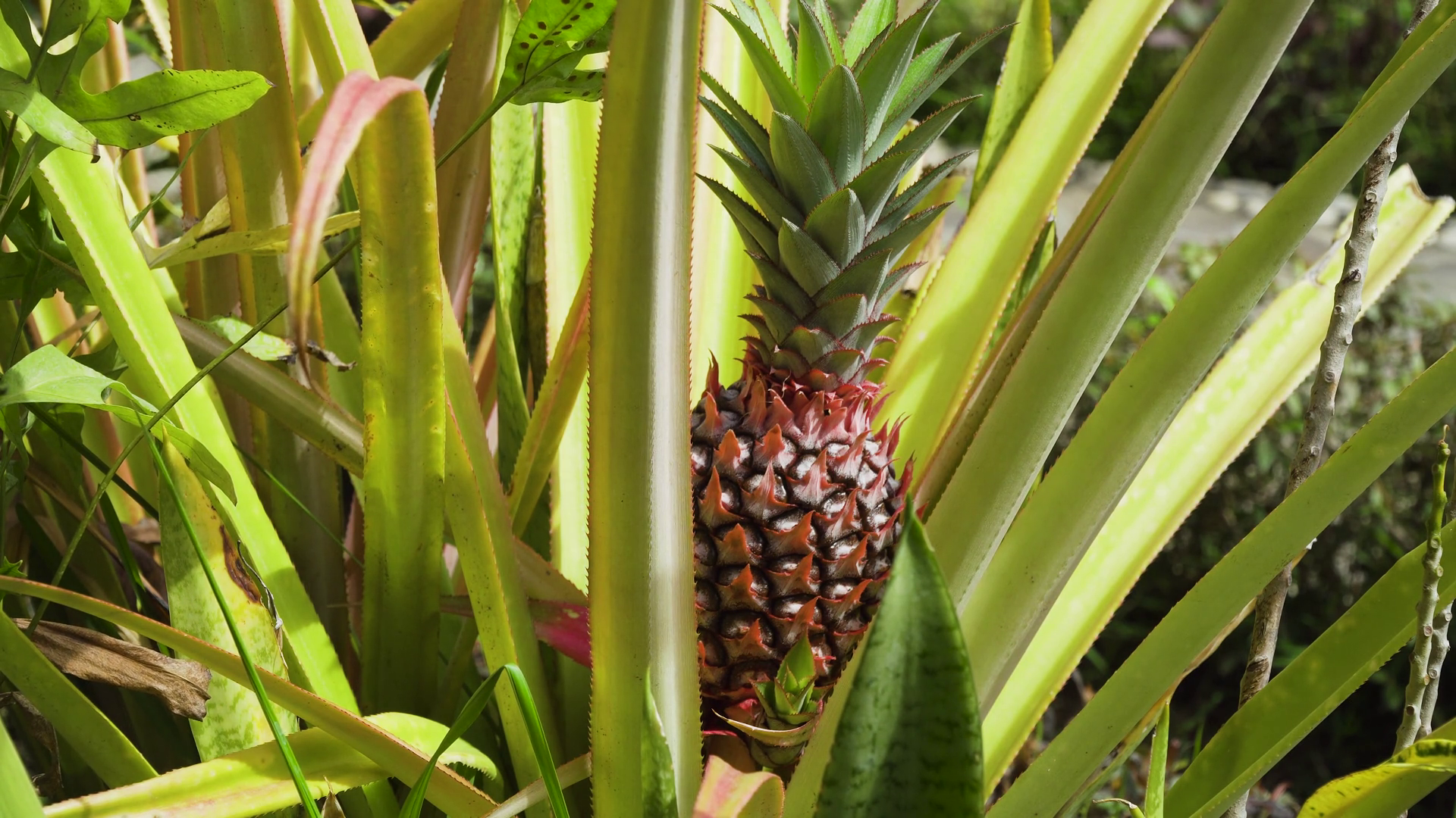 Pineapple Tropical Fruit Growing In Garden Stock Footage SBV-347720873 ...