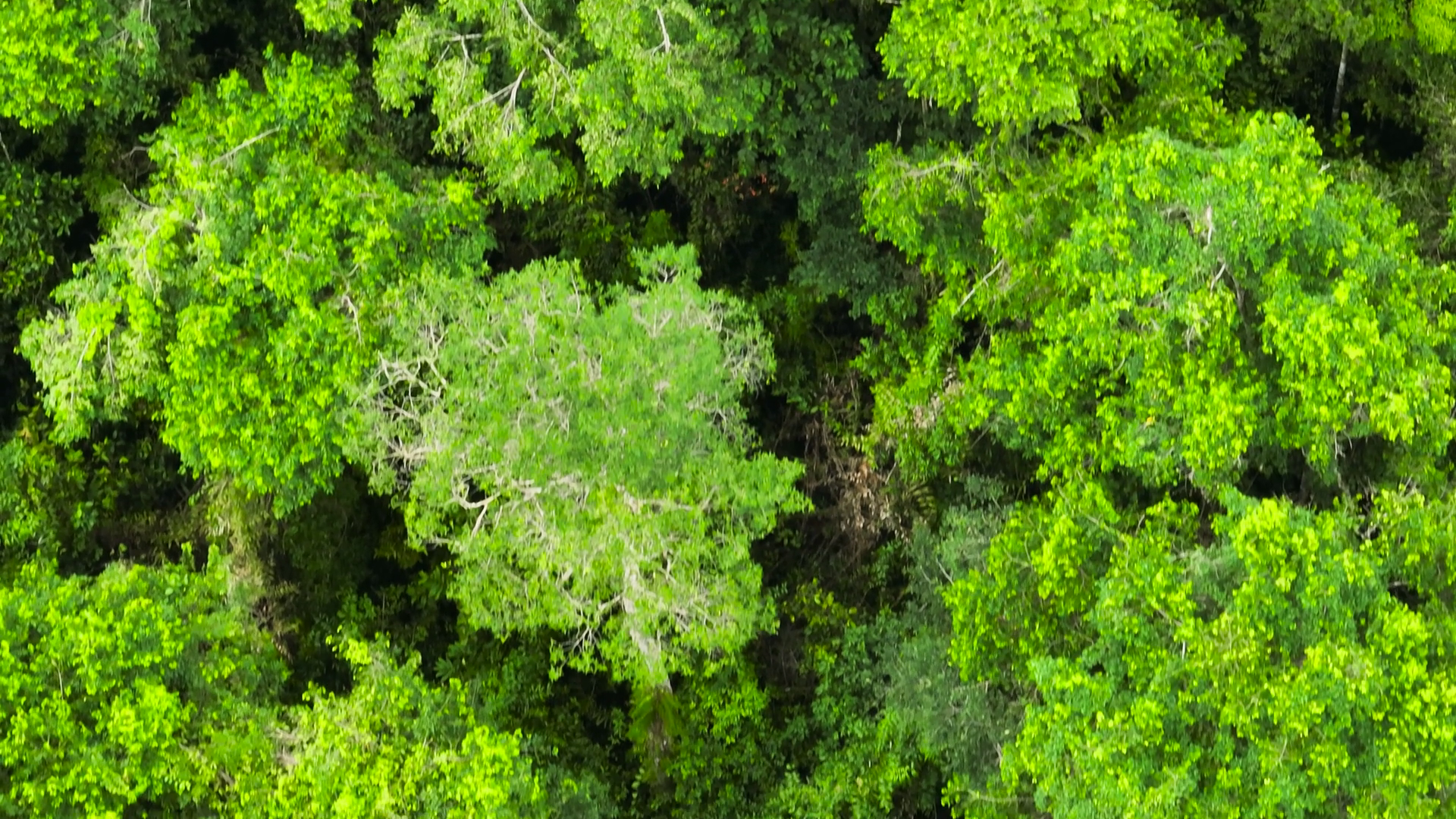 Aerial Drone Of Jungle Rainforest In Stock Footage SBV-347806887 ...