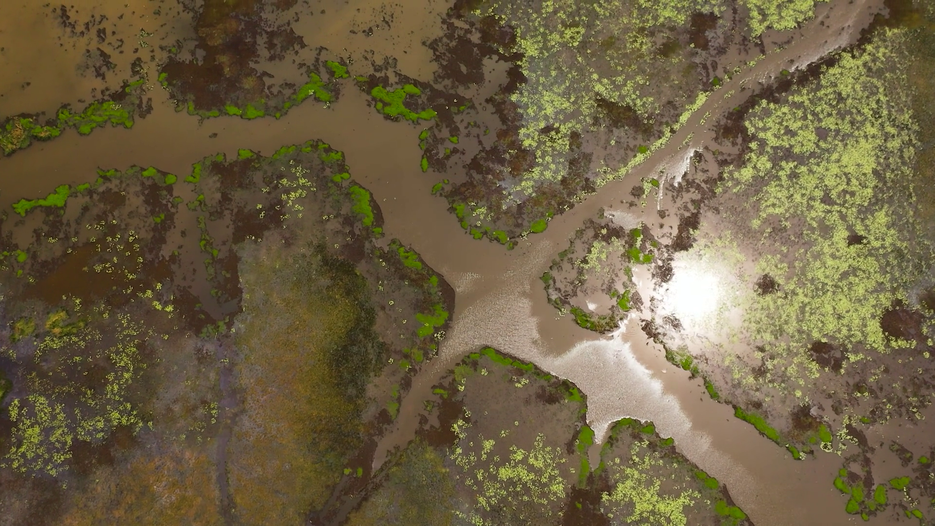 The Surface Of Lake Swamp In Tropics Of Sri Stock Footage SBV-348576254 ...