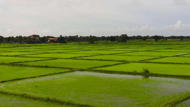 Rice Field Top Stock Footage: Royalty-Free Video Clips - Storyblocks