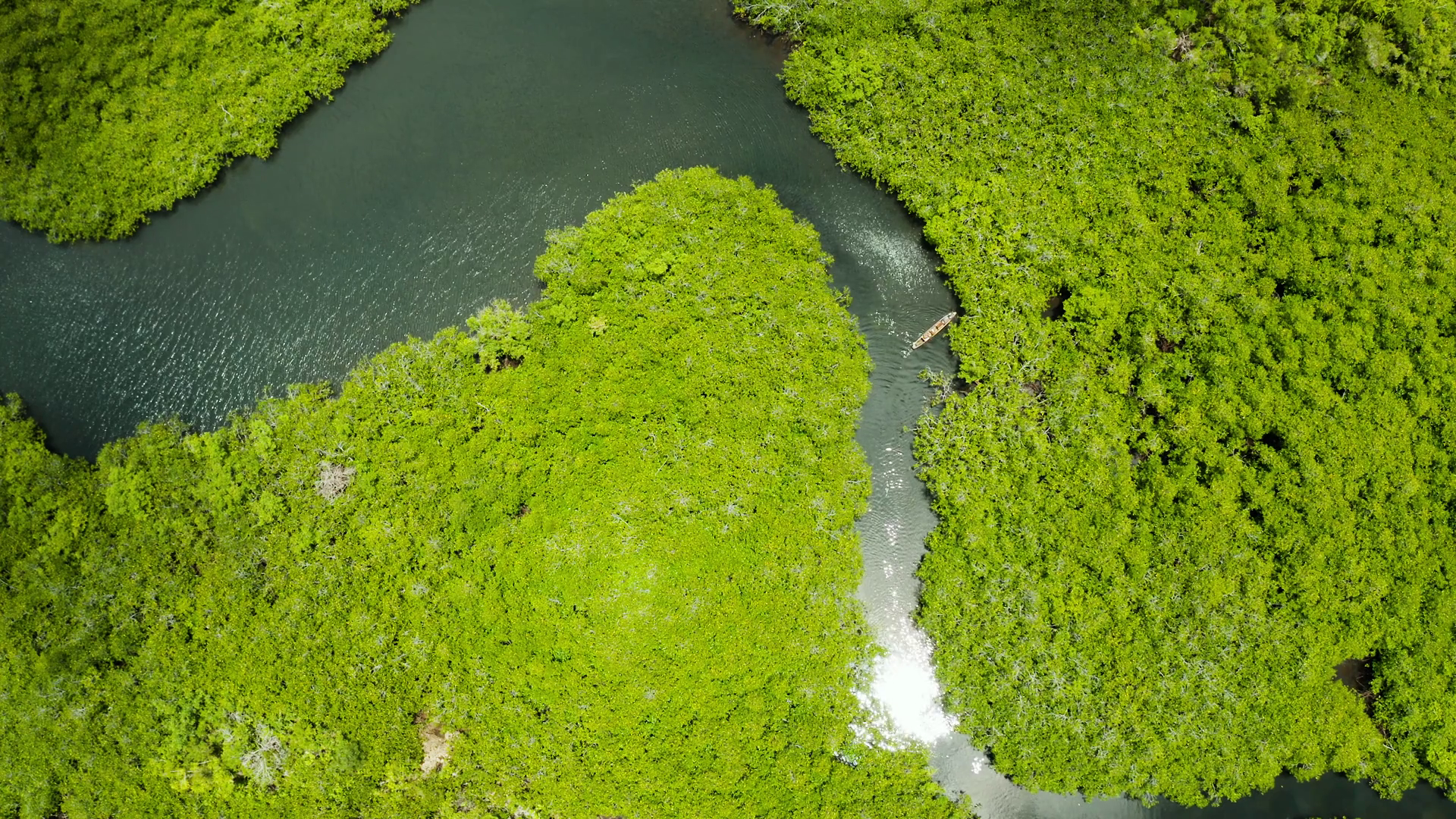 Mangrove Rainforest With Green Trees In Sea Stock Footage SBV-348855653 ...