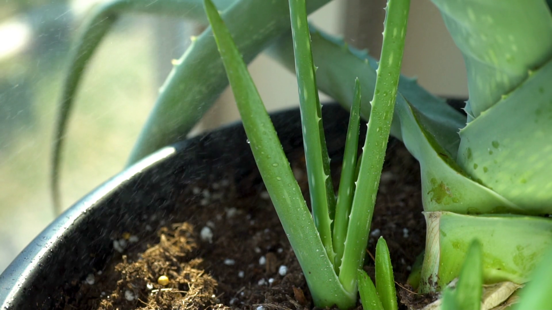 Aloe Vera Stock Footage: Royalty-Free Video Clips - Storyblocks