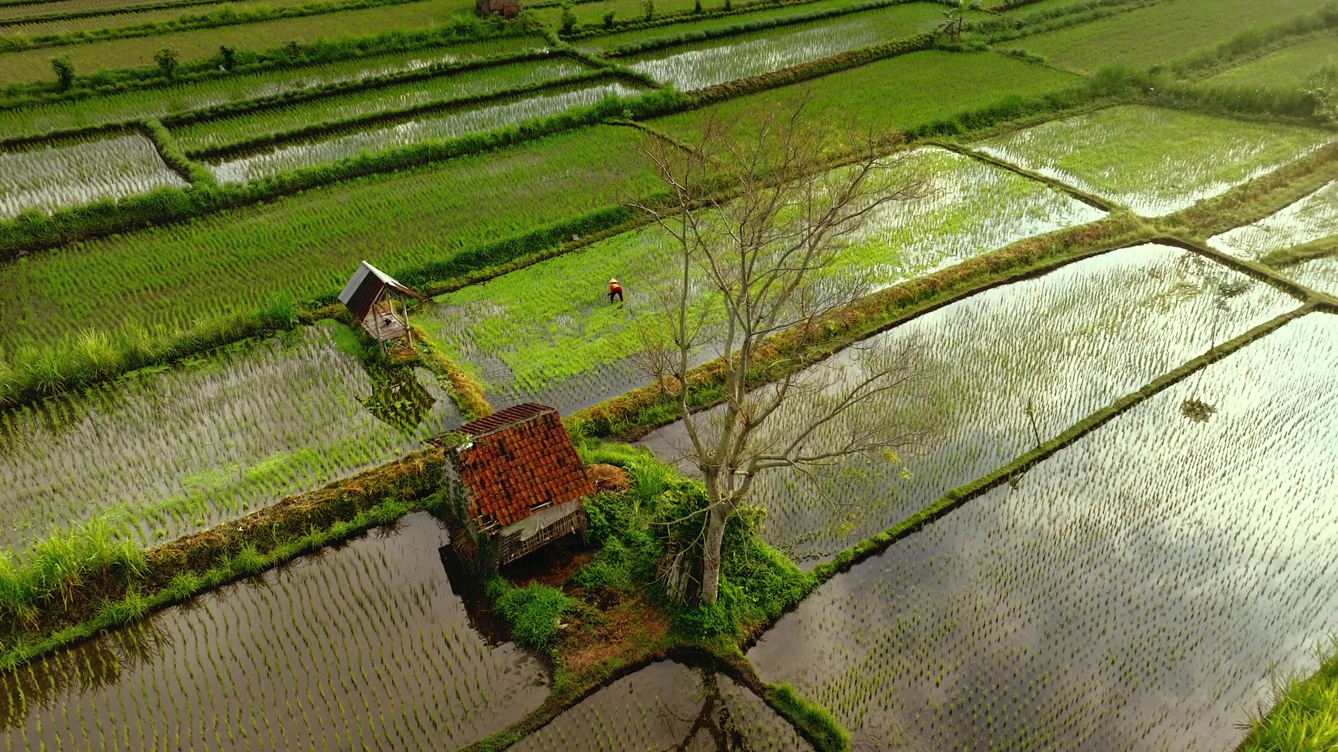 Aerial View Of Lush Green Rice Terraces Stock Footage SBV-352618881 ...