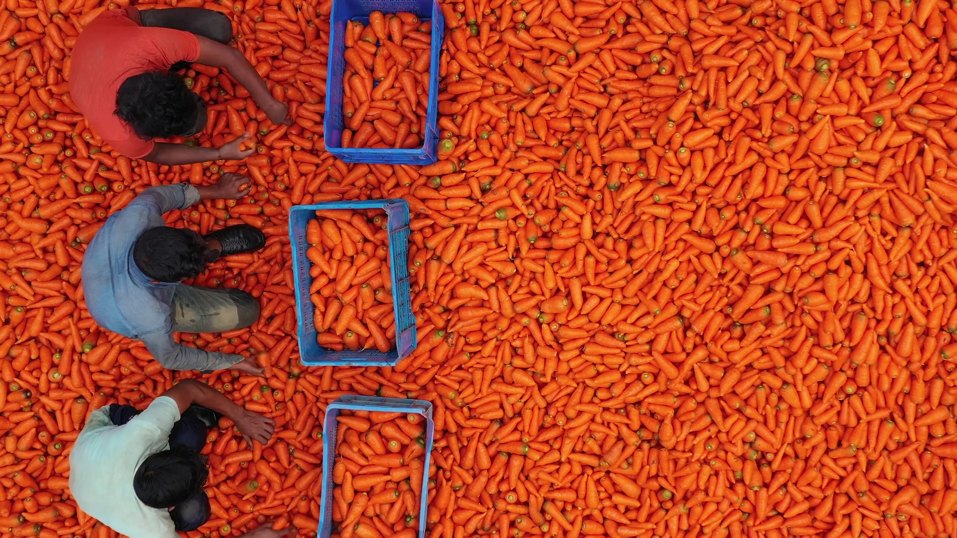 Aerial View Of Workers Sorting Carrots Stock Footage SBV-352688379 ...
