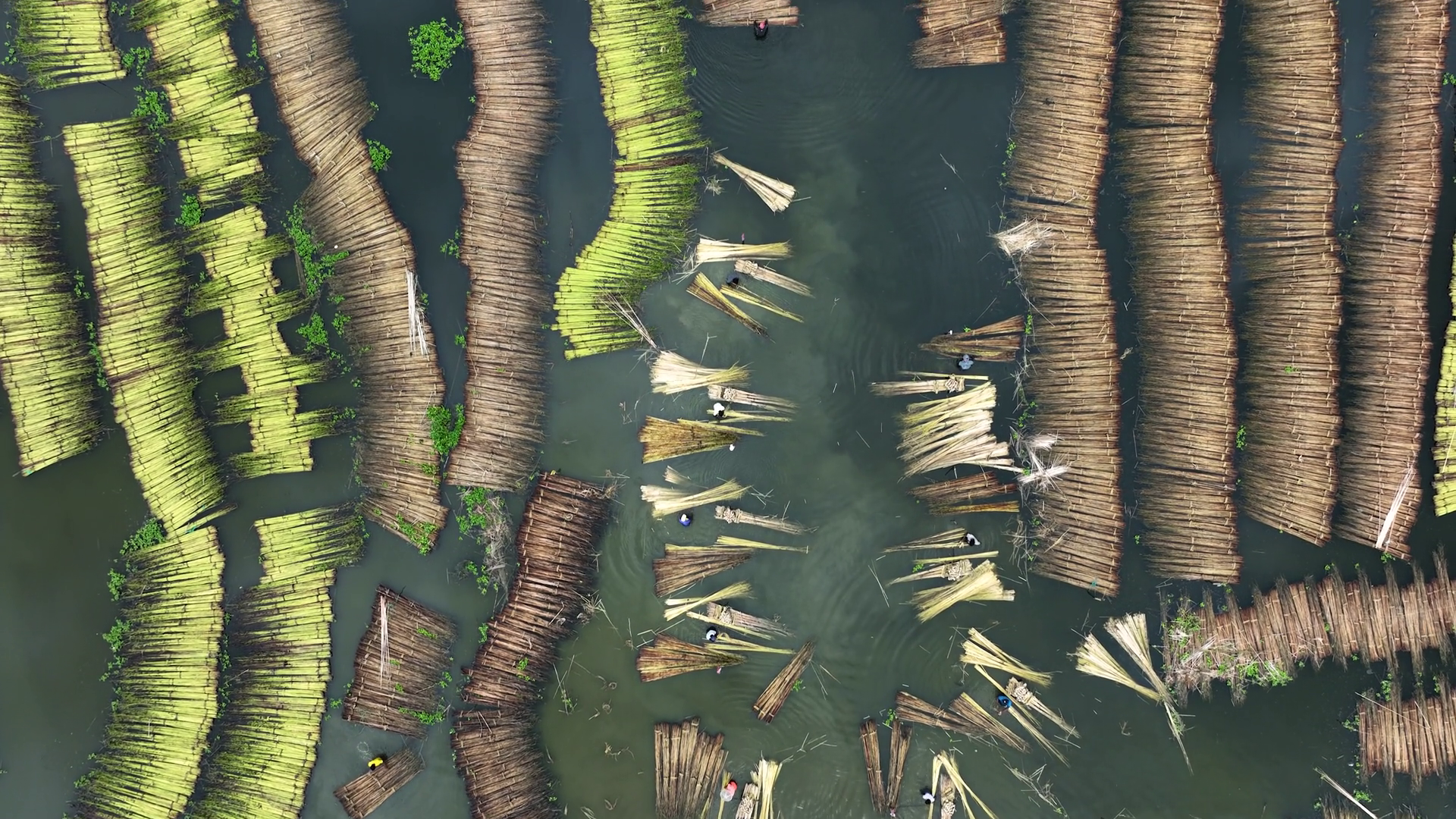Aerial View Of Timber Rafts In Water Stock Footage SBV-352686569 ...