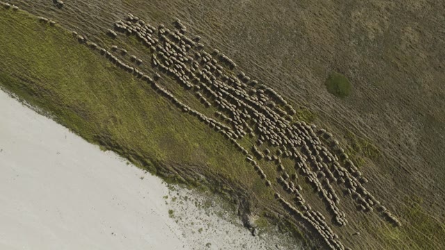 Herd Pattern Stock Footage: Royalty-Free Video Clips - Storyblocks