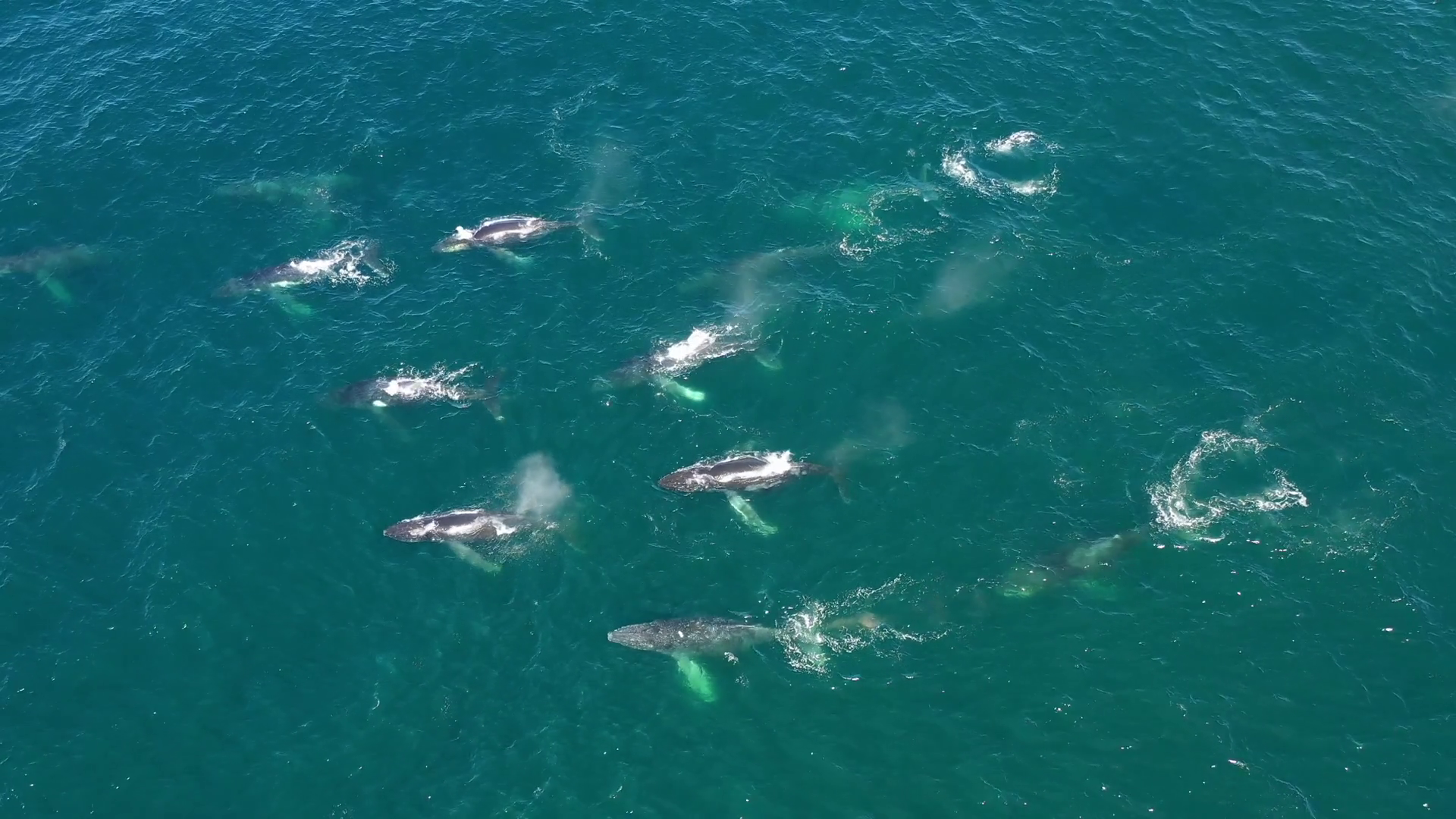 Aerial View Of Humpback Whales Swimming In Stock Footage SBV-349101259 ...
