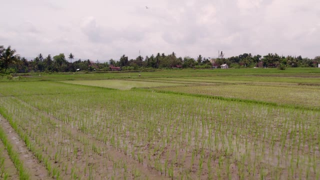 International Locations Indonesia Rice Growing In Water Java Stock ...
