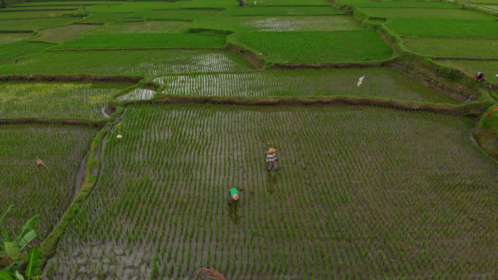 Aerial View Of Lush Rice Fields With Farmer Stock Footage SBV-349253352 ...