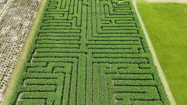 Corn Maze Stock Footage: Royalty-Free Video Clips - Storyblocks