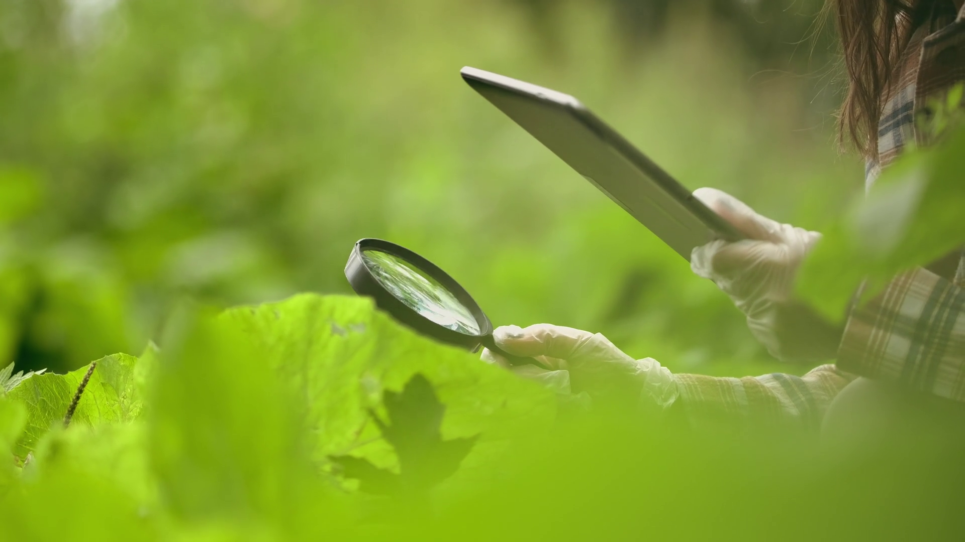 A Female Botanist Researches Plant Species Stock Footage SBV-348951268 ...