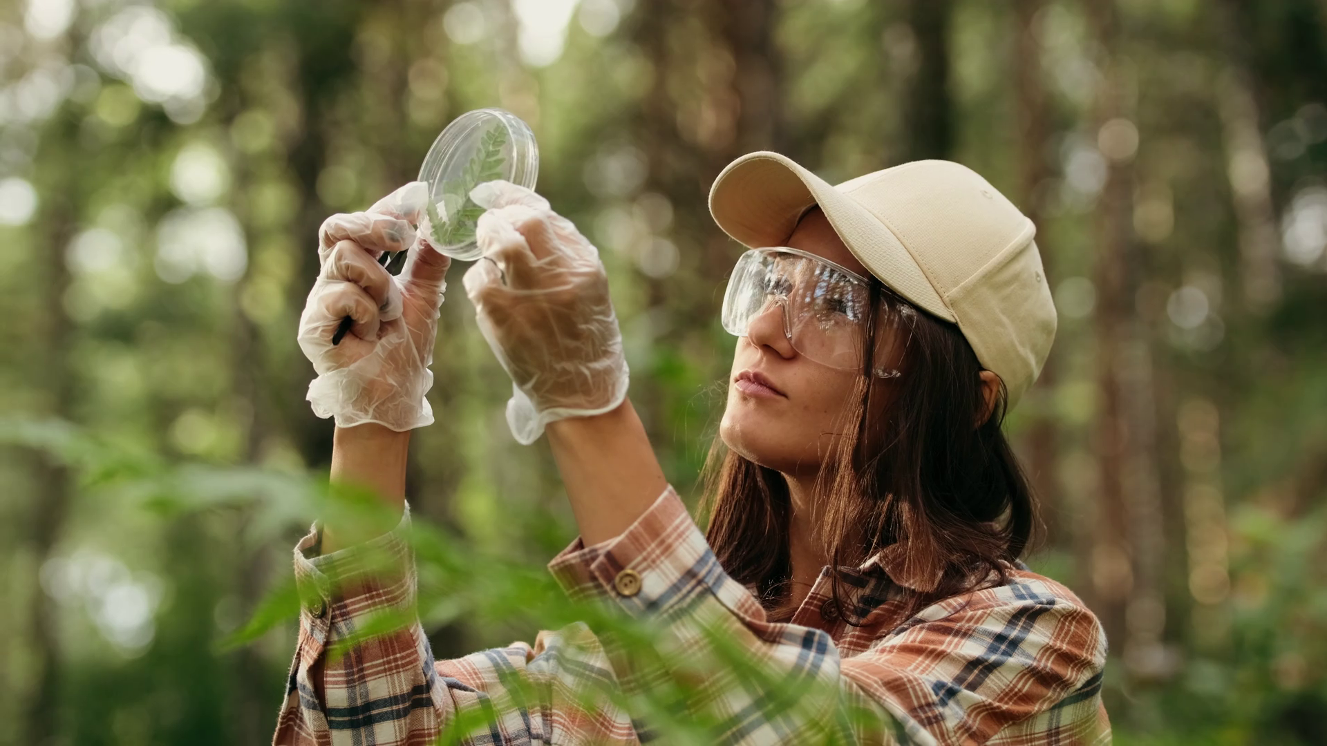 In Wooded Area Ecologist Takes Plant Samples Stock Footage SBV ...