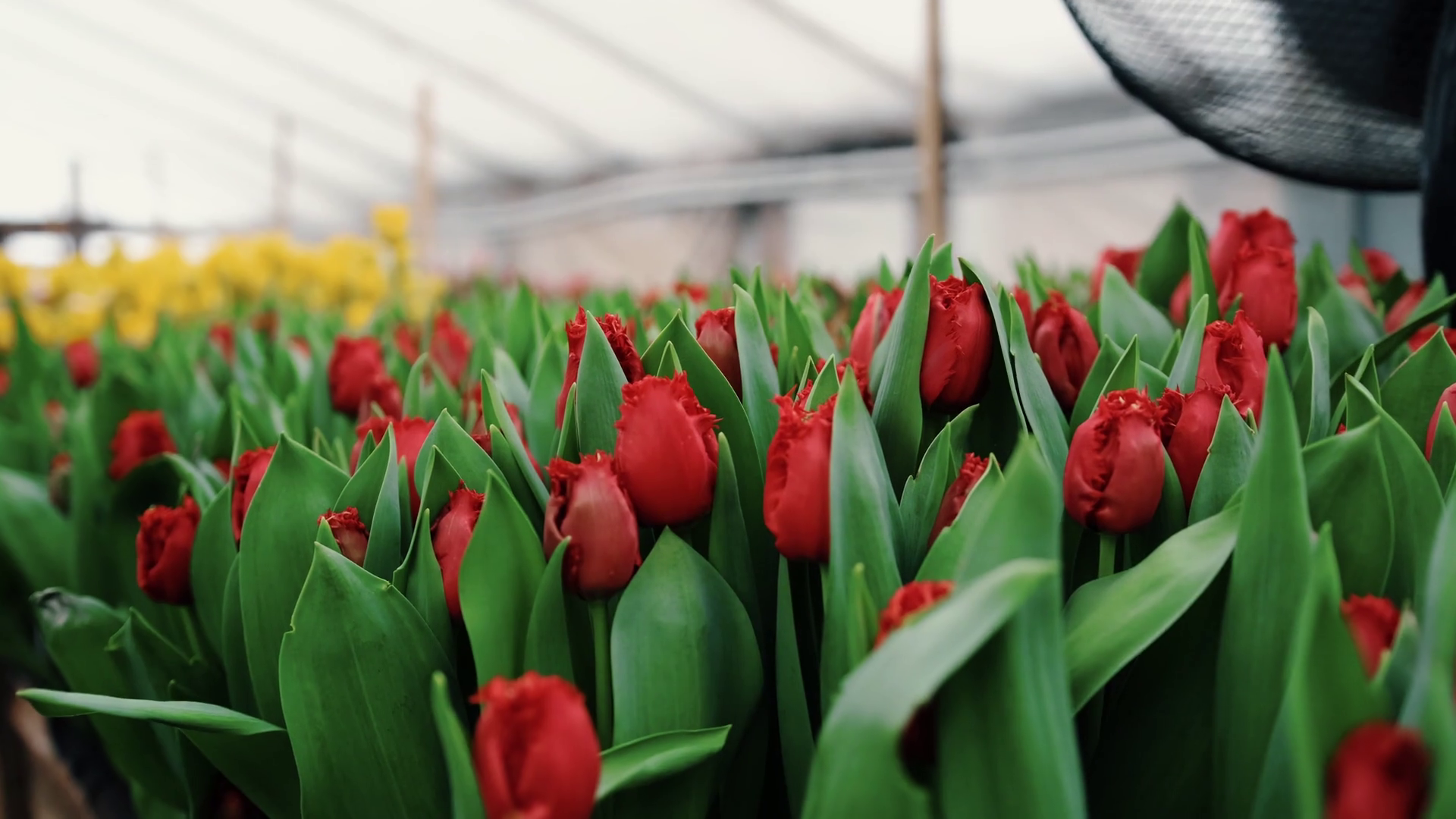 Tulips Growing In Greenhouse During Blooming Stock Footage SBV ...