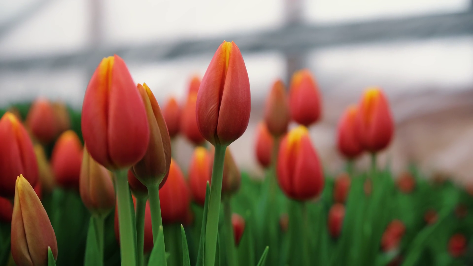 Red Tulips Growing In Greenhouse During Stock Footage SBV-348965050 ...