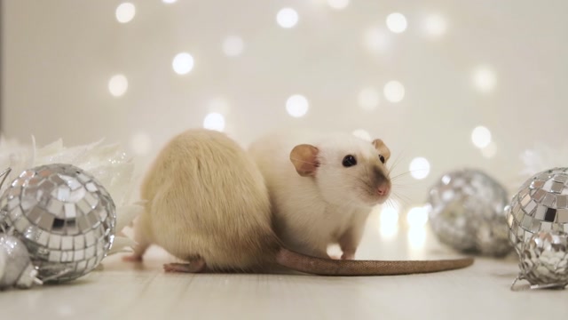 Moving Mouse Stock Footage: Royalty-Free Video Clips - Storyblocks