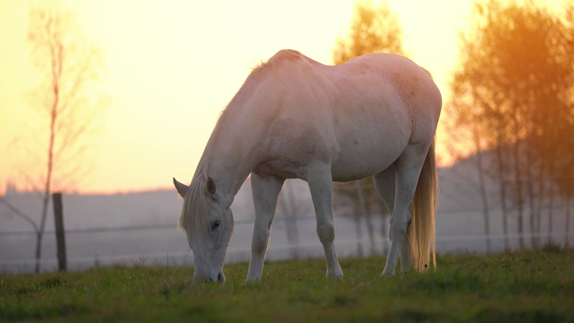 A Serene White Horse Grazes Peacefully In Stock Footage SBV-351669878 ...