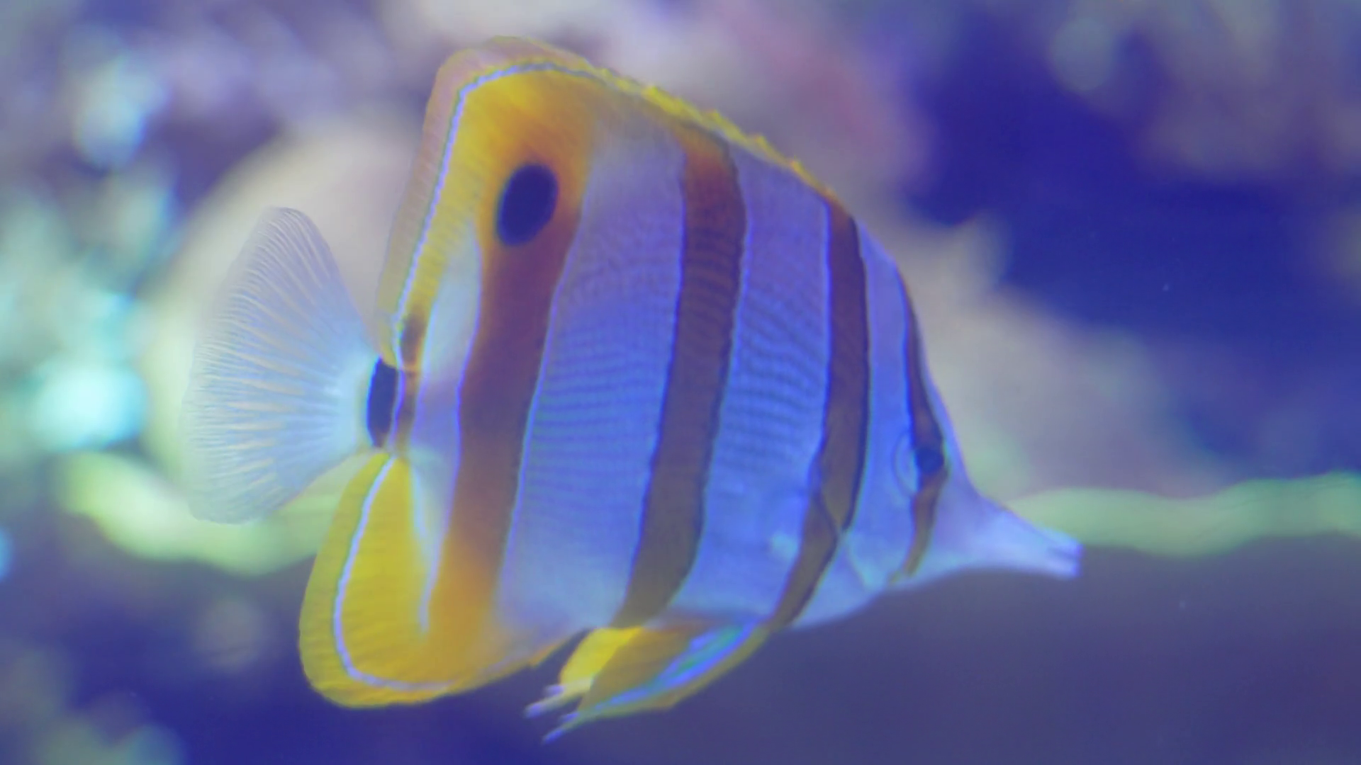 Colorful Fish Swimming Gracefully In Stock Footage SBV-352044769 ...