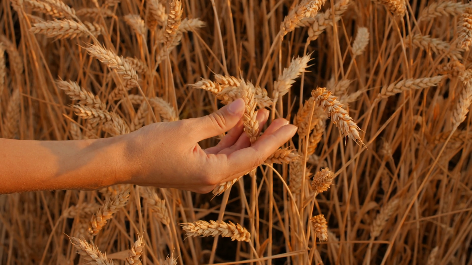 A Hand Reaches Out To Touch Golden Stalks Of Stock Footage SBV ...