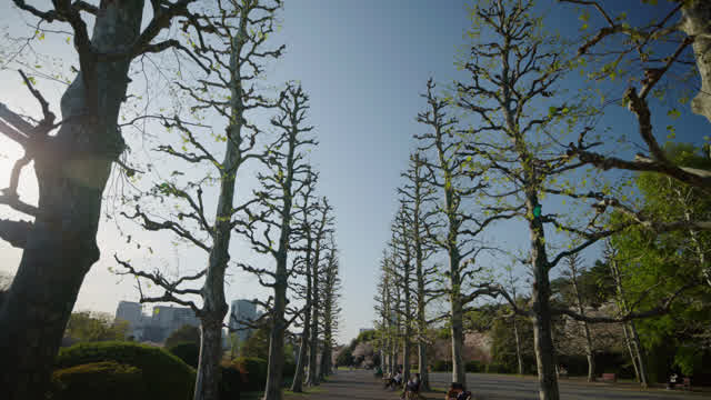 Tree Promenade Stock Footage: Royalty-Free Video Clips - Storyblocks