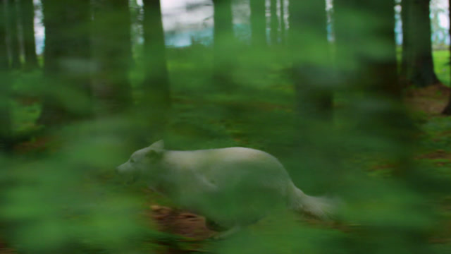 Wolf Running Stock Footage: Royalty-Free Video Clips - Storyblocks