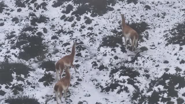 Wild Animals Running Stock Footage: Royalty-Free Video Clips - Storyblocks