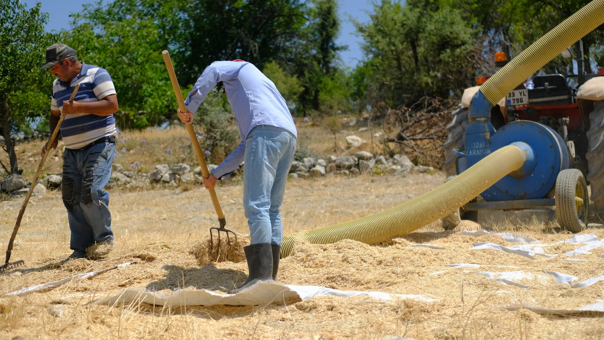Family Picking Hay With Pitchforkworkers In Stock Footage SBV-347641665 ...