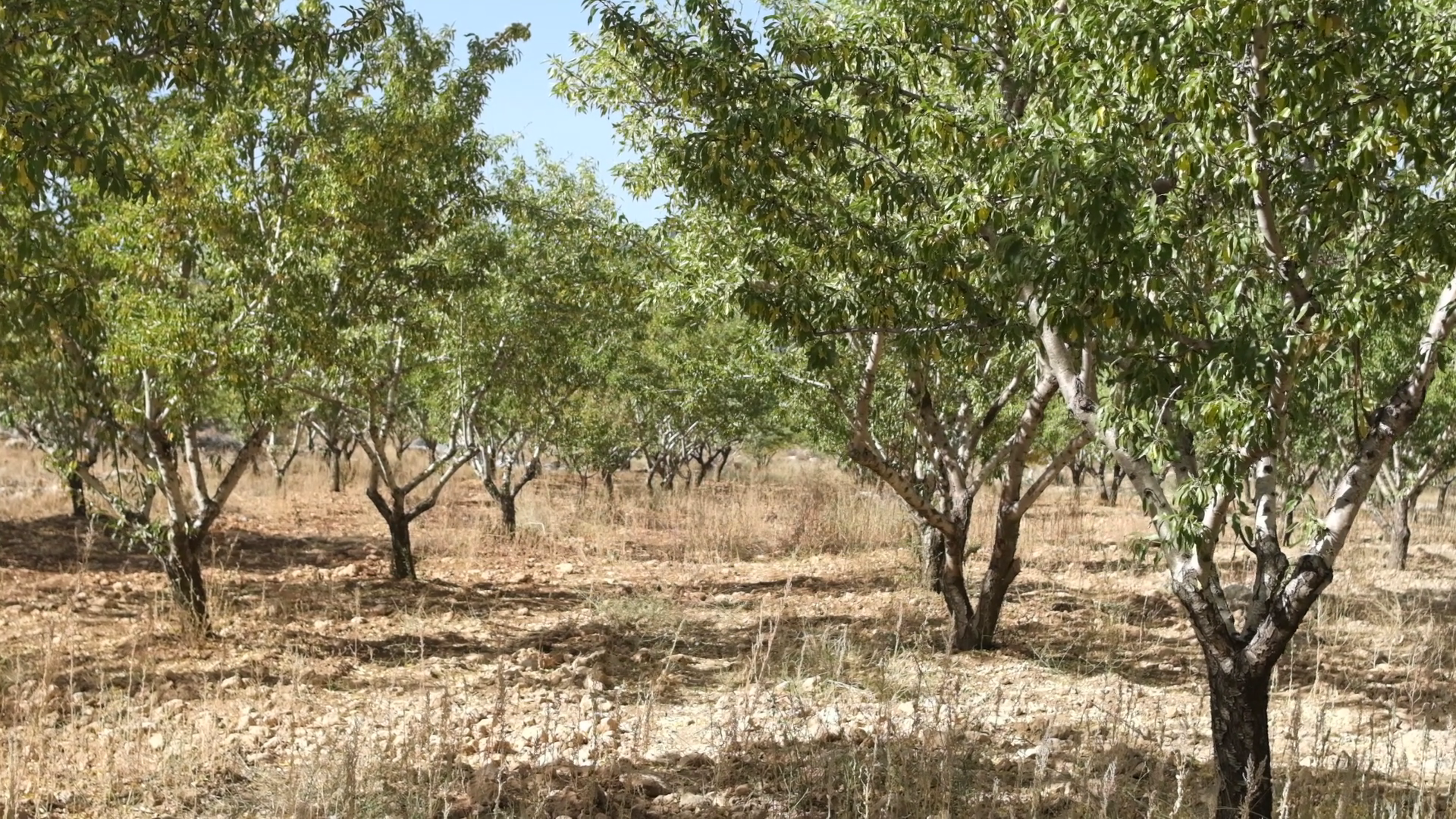 Long Alley Of Almond Trees In Orchard Lit Stock Footage SBV-347639950 ...