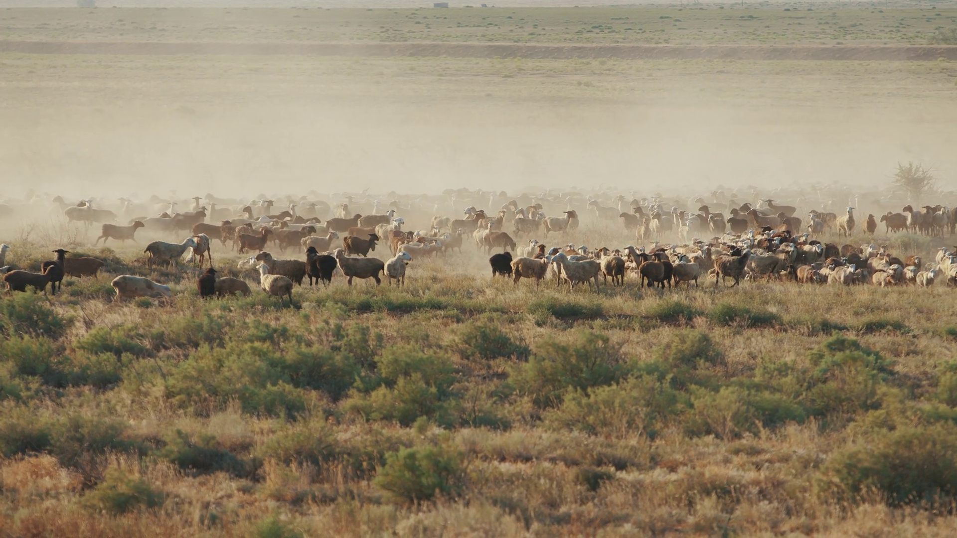 Part Of Huge Herd Of Sheep Runs Across Stock Footage SBV-347622173 ...