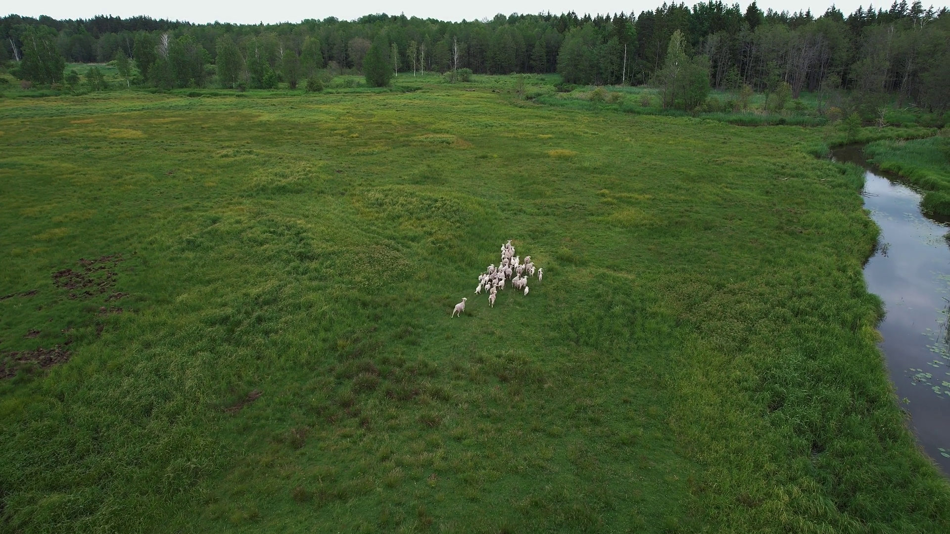 Aerial View Small Flock Of Sheep Runs Stock Footage SBV-348959835 ...