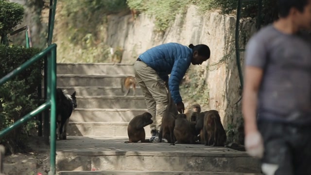 Monkeys Running Stock Footage: Royalty-Free Video Clips - Storyblocks