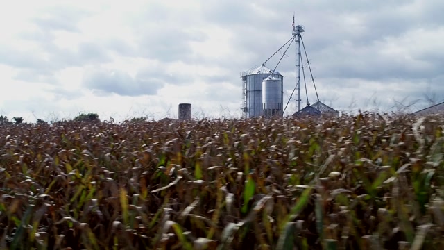 Corn Mill Stock Footage: Royalty-Free Video Clips - Storyblocks
