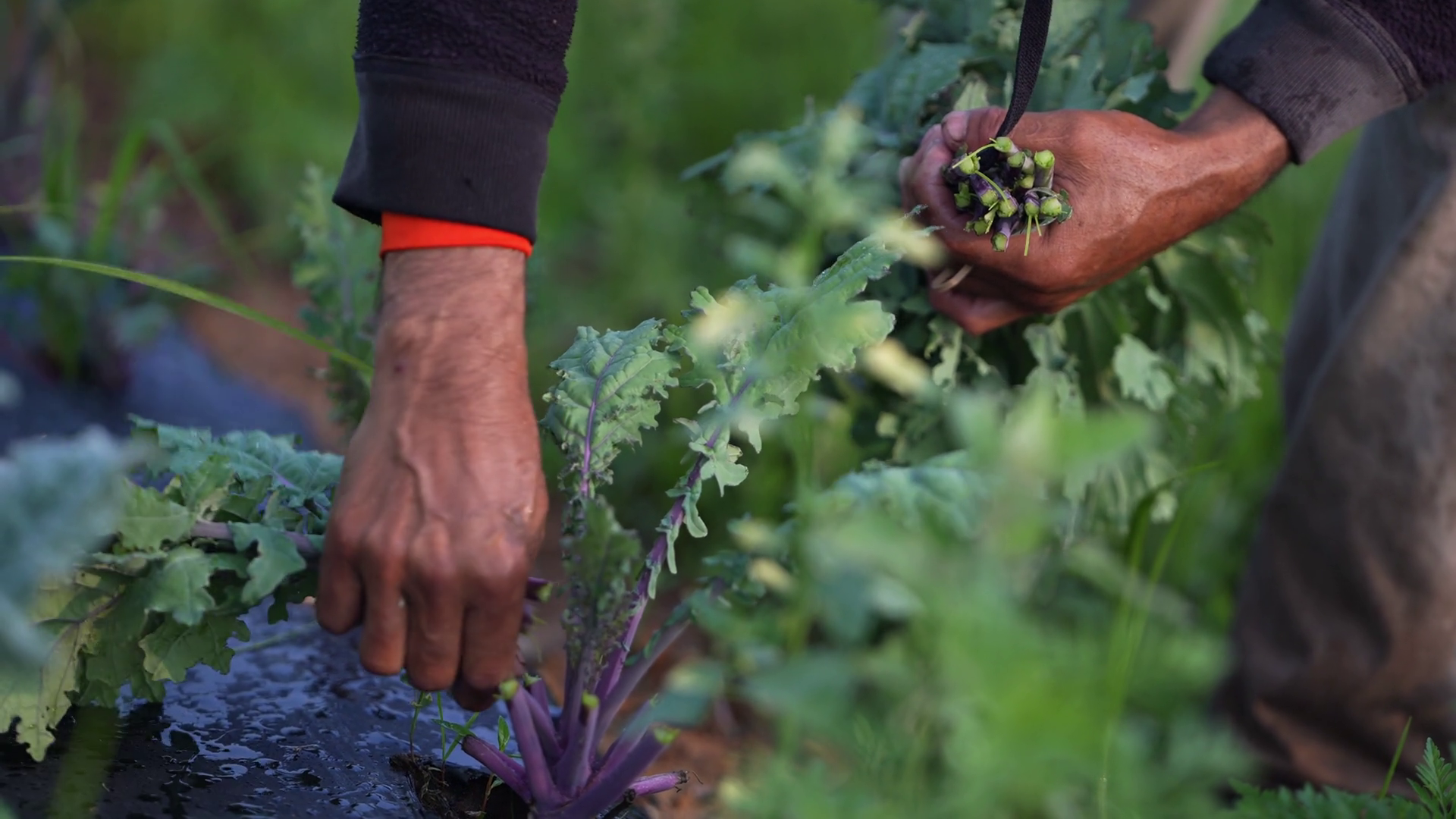 Closeup Of Farmers Hands Picks Holds Kale In Stock Footage SBV ...