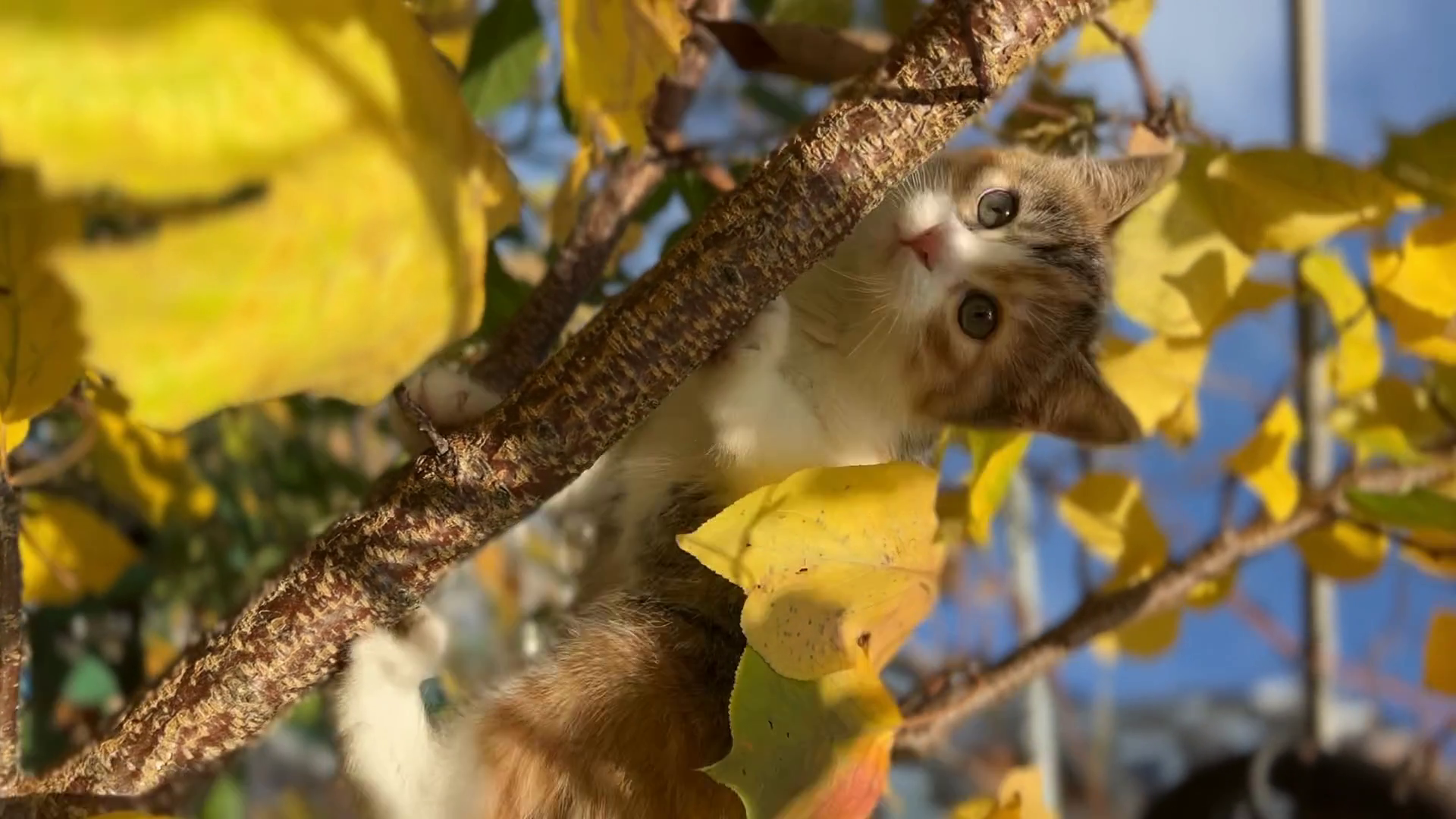 A Playful Adorable Kitten Exploring Playing Stock Footage SBV-352002340 ...