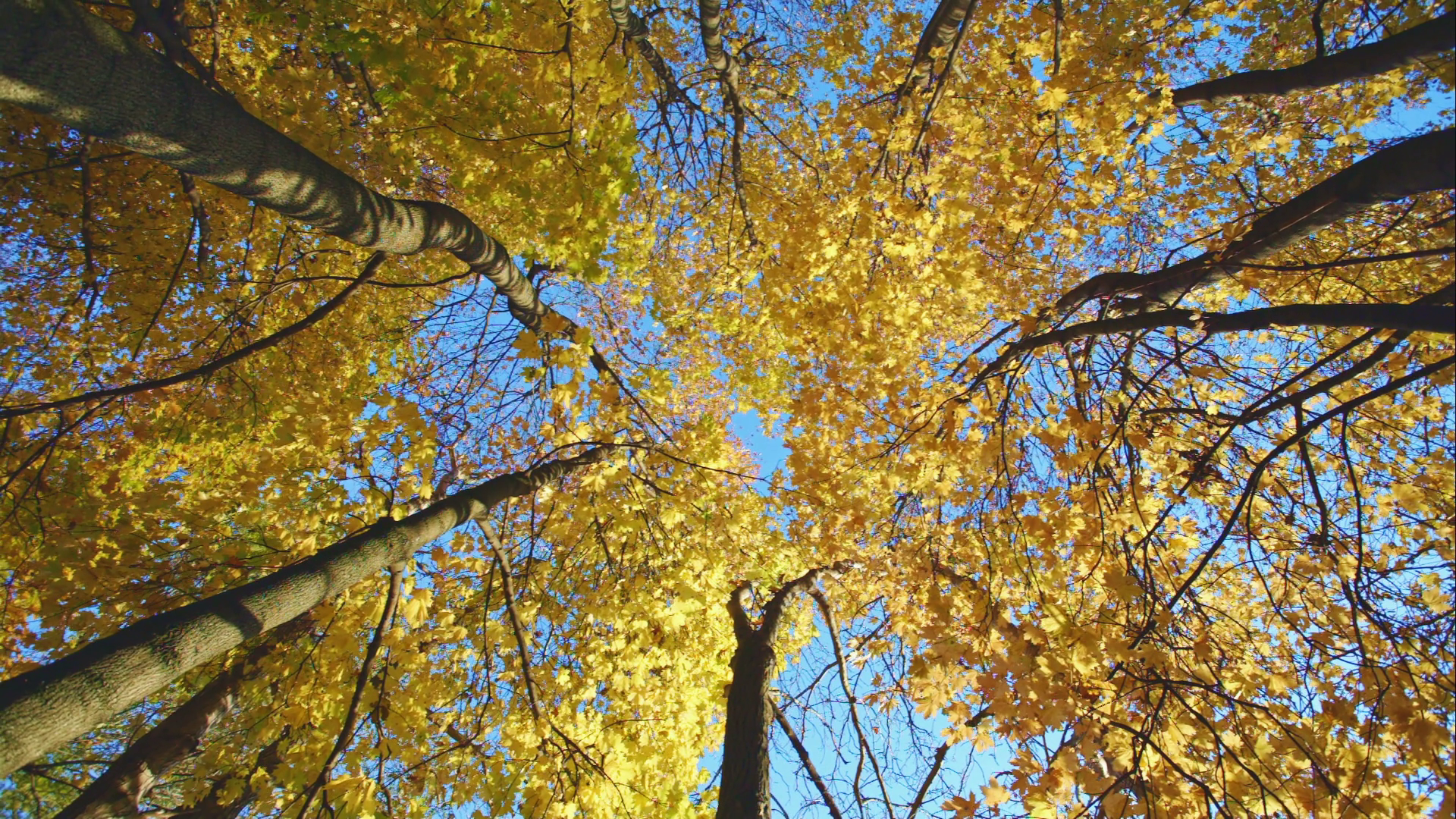 Colorful Autumn Treetops In Fall Forest With Stock Footage SBV ...