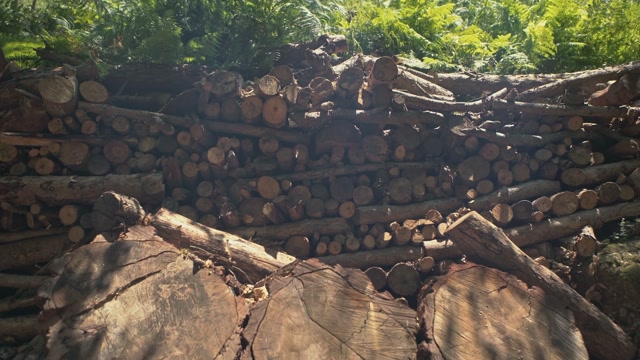 Log Stack Stock Footage: Royalty-Free Video Clips - Storyblocks