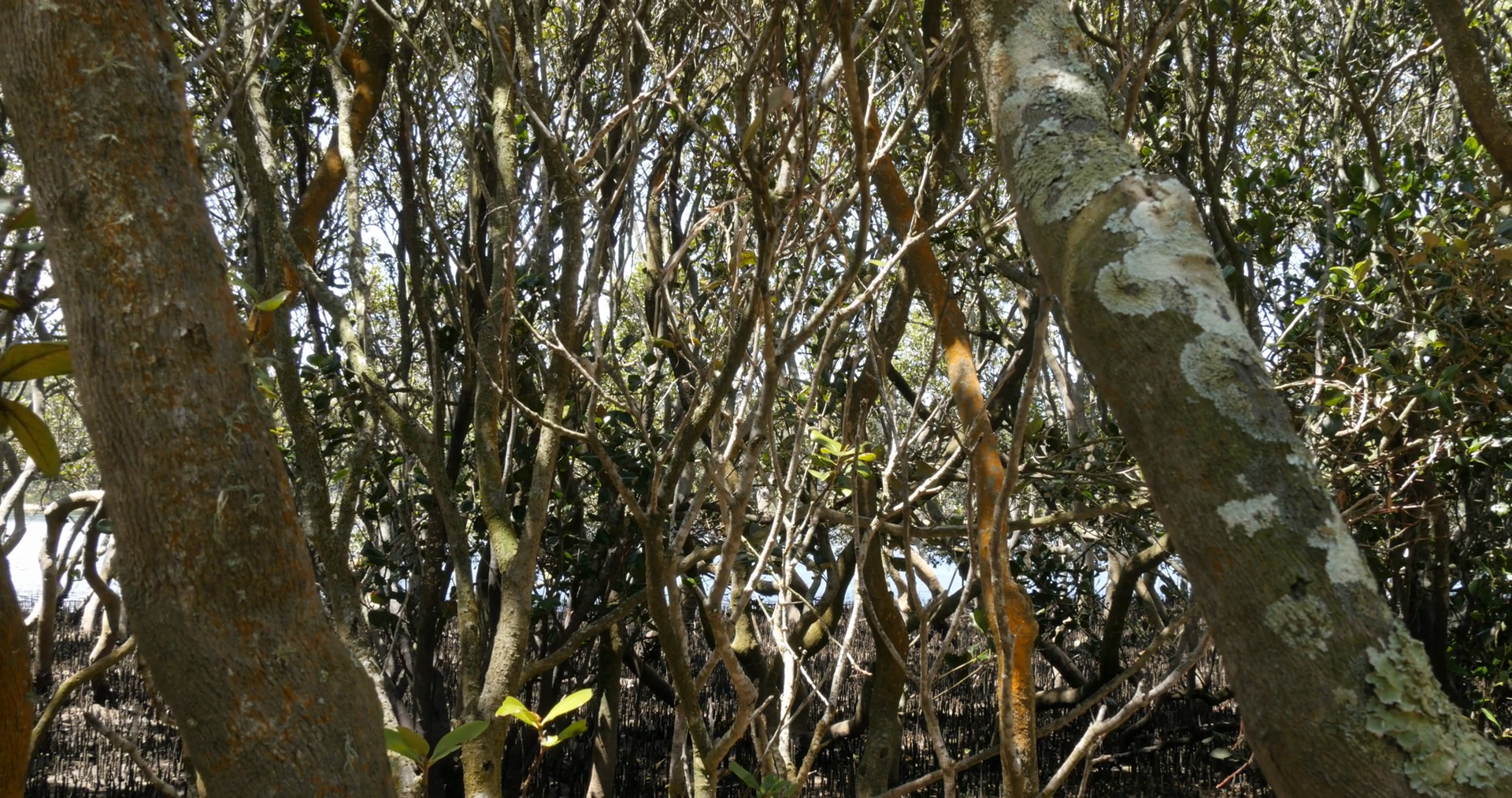 Avicennia Marina Commonly Known Grey Stock Footage SBV-313938154 ...