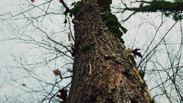 Tree Branch Falling Stock Footage: Royalty-Free Video Clips - Storyblocks
